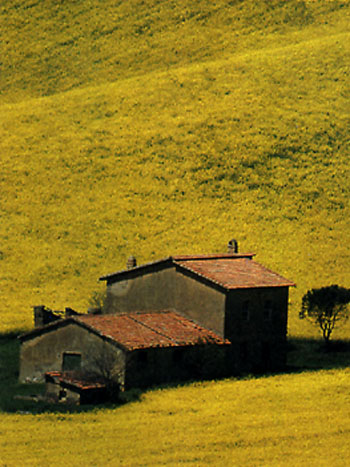 maremma1.jpg (58563 byte)